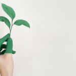 Consejo de Agricultura Ecológica de la Comunidad Valenciana (CAECV): Certificación para productos agrícolas y alimentos en la Comunidad Valenciana
