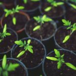 Demeter: Certificación para productos biológico-dinámicos, que van más allá de los estándares ecológicos convencionales