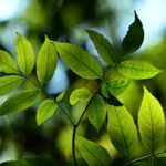 Carbon Footprint Standard (ISO 14064): Estándar internacional para la medición y gestión de las emisiones de gases de efecto invernadero
