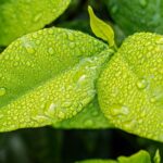 Fair Trade o Comercio Justo: Certificación que garantiza prácticas comerciales justas y sostenibles para los productores