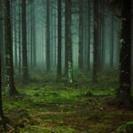 Fair Trade USA: Certificación para productos que cumplen con estándares de comercio justo en los Estados Unidos