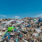 MSC (Marine Stewardship Council): Certificación para productos del mar que provienen de pesquerías sostenibles
