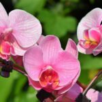 FSC Chain of Custody: Certificación para la trazabilidad sostenible de productos de madera