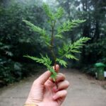 EMAS (Eco-Management and Audit Scheme): Certificación de gestión ambiental que va más allá de los requisitos legales